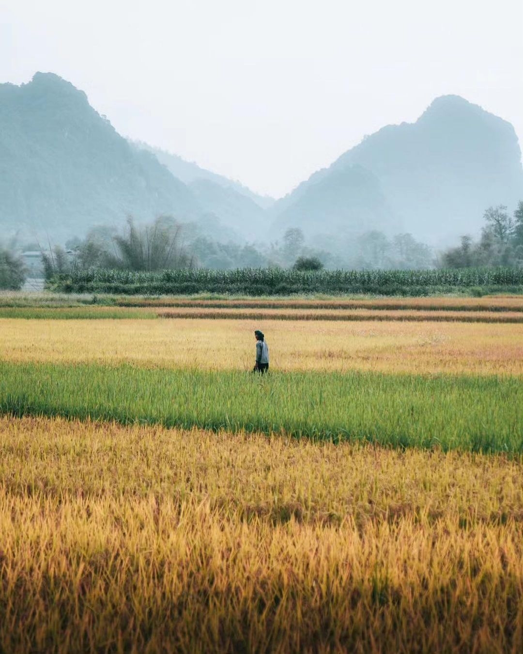 Y Linh Hồ – Lao Chải – Tả Van Half Day Trekking Tour 
